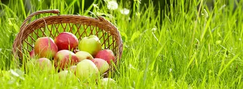 Les meilleures variétés de pommes pour cuisiner