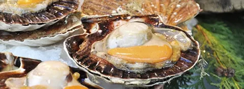 Comment choisir ses coquilles Saint-Jacques ?