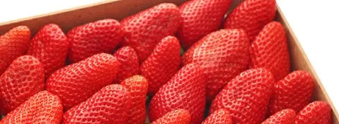 Les meilleures variétés de fraises pour vos desserts